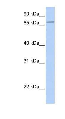 Western Blot: SLC44A3 Antibody [NBP1-91571]