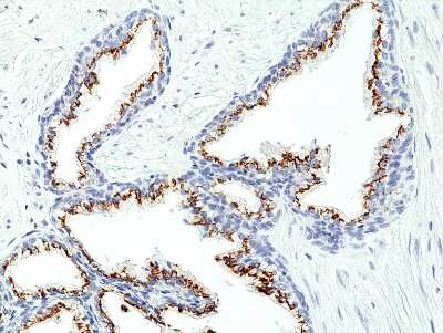 Immunohistochemistry-Paraffin: SLC45A3/Prostein Antibody (RM426) [NBP3-09178]