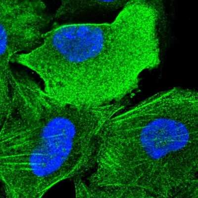 Immunocytochemistry/ Immunofluorescence: SLC46A3 Antibody [NBP1-85054]
