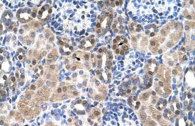 Immunohistochemistry-Paraffin: SLC46A3 Antibody [NBP1-80531]