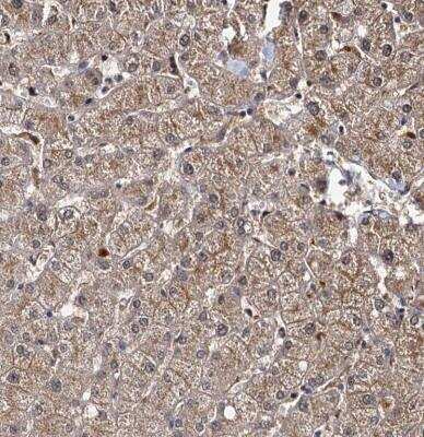 Immunohistochemistry-Paraffin: SLC46A3 Antibody [NBP1-85054]