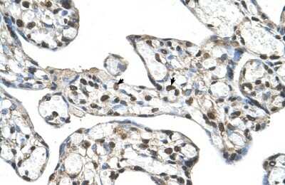Immunohistochemistry-Paraffin: SLC48A1 Antibody [NBP1-91563]