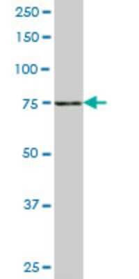 Western Blot: SLC4A8 Antibody (1G10) [H00009498-M05]