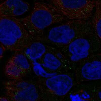 Immunocytochemistry/ Immunofluorescence: SLC6A12 Antibody [NBP1-88641]
