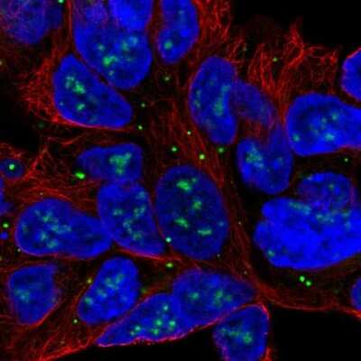 Immunocytochemistry/ Immunofluorescence: SLC6A15 Antibody [NBP1-83867]