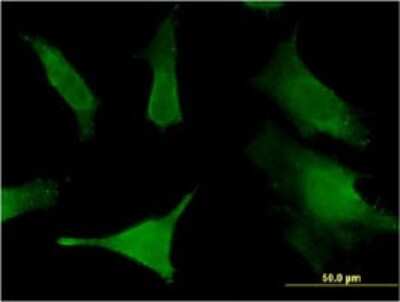 Immunocytochemistry/ Immunofluorescence: SLC6A16 Antibody (2E5) [H00028968-M13]