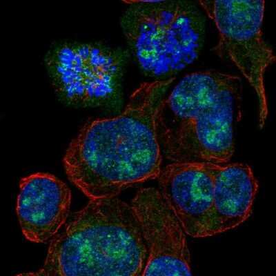Immunocytochemistry/ Immunofluorescence: SLC6A19 Antibody [NBP2-48784]