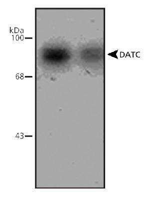 Western Blot: SLC6A3/DAT1 Antibody [NB300-254]
