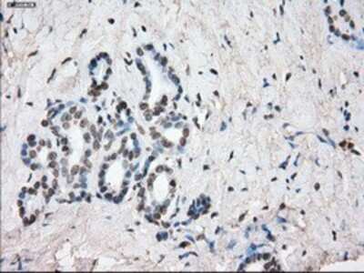 Immunohistochemistry-Paraffin: SLC7A8 Antibody (OTI7D6) [NBP1-47989]