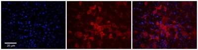 Immunohistochemistry-Paraffin: SLCO1A2 Antibody [NBP2-85770]