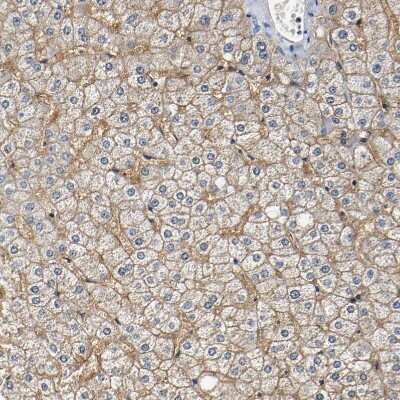 Immunohistochemistry-Paraffin: SLCO2B1 Antibody [NBP1-80979]