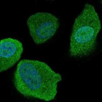 Immunocytochemistry/ Immunofluorescence: SLCO4C1 Antibody [NBP3-17622]