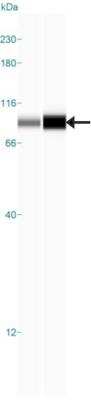 Simple Western: SLFN5 Antibody [NBP1-81178]