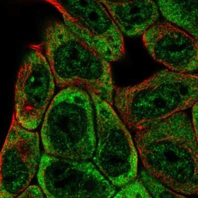 Immunocytochemistry/ Immunofluorescence: SLFNL1 Antibody [NBP2-58744]