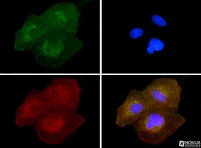Immunocytochemistry/ Immunofluorescence: SLIRP Antibody - BSA Free [NB110-37258]