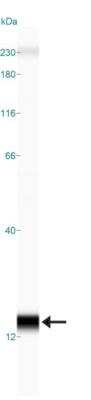 Simple Western: SLIRP AntibodyBSA Free [NB110-37258]