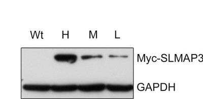 Western Blot: SLMAP Antibody [NBP1-81397]