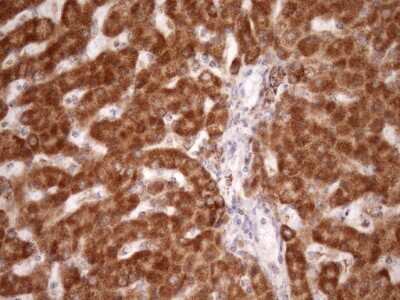 Immunohistochemistry: SLP-2 Antibody (OTI1F5) [NBP2-45464]
