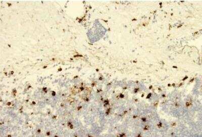 Immunohistochemistry-Frozen: SLPI Antibody (31) [NBP1-42437]