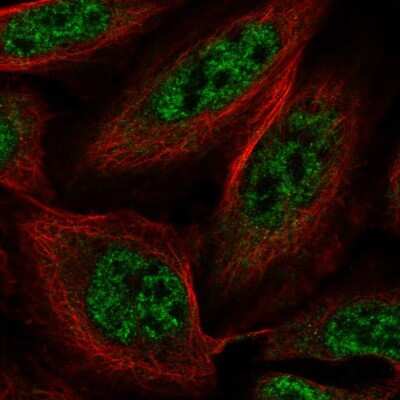 Immunocytochemistry/ Immunofluorescence: SLU7 Antibody [NBP2-58665]