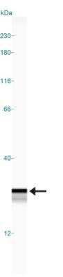 Simple Western: SMAC/Diablo Antibody [NB100-56165]