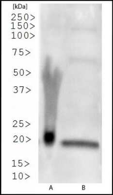 Western Blot: SMAC/Diablo Antibody [NB100-56165]