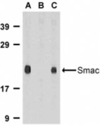 Western Blot: SMAC/Diablo AntibodyBSA Free [NBP1-76772]