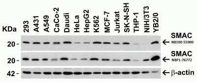 Western Blot: SMAC/Diablo AntibodyBSA Free [NBP1-76772]