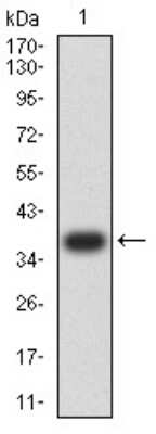 Western Blot: SMAD1/9 Antibody (4E12H10)BSA Free [NBP2-61878]
