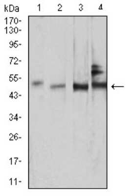 Western Blot: SMAD1/9 Antibody (4E12H10)BSA Free [NBP2-61878]