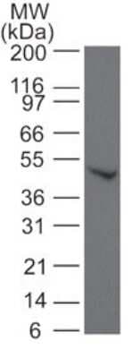 Western Blot: SMAD6 Antibody [NB100-56440]