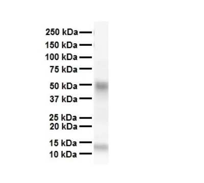 Western Blot: SMAD6 Antibody [NBP2-88313]