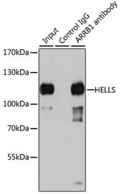 Immunoprecipitation: SMARCA6 Antibody - BSA Free [NBP3-03793]