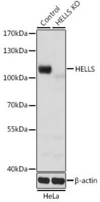Knockout Validated: SMARCA6 Antibody - BSA Free [NBP3-03793]