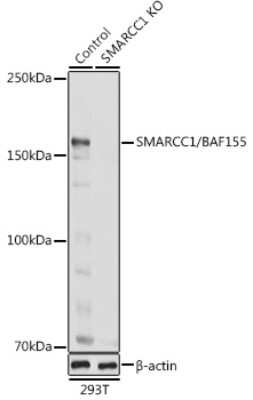 Western Blot: SMARCC1 AntibodyBSA Free [NBP3-03808]