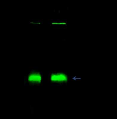Immunoprecipitation: SMARCC1 Antibody [NBP2-98776]