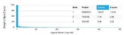 Protein Array: SMARCC1 Antibody (PCRP-SMARCC1-1F1) [NBP3-07623]