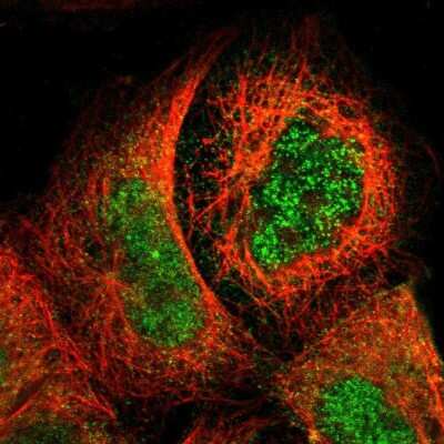 Immunocytochemistry/ Immunofluorescence: SMC1L2 Antibody [NBP1-89966]