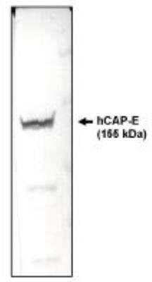 Western Blot: SMC2 Antibody (E1M) [NBP2-66582]