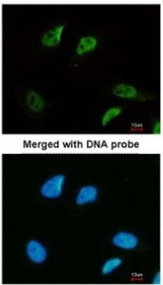 Immunocytochemistry/ Immunofluorescence: SMC3 Antibody [NBP2-20418]
