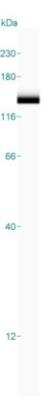 Simple Western: SMC3 Antibody [NBP1-88715]