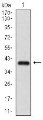 Western Blot: SMCP Antibody (5C10A2)BSA Free [NBP2-37278]
