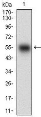 Western Blot: SMCP Antibody (5C10D8)BSA Free [NBP2-37253]
