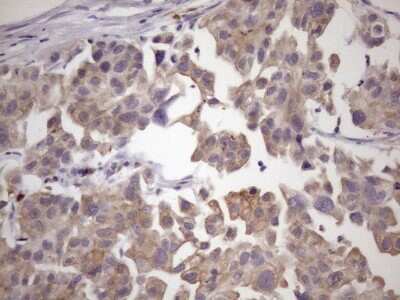 Immunohistochemistry: SMCP Antibody (OTI6G9) [NBP2-45888]