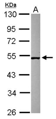 Western Blot: SMCR7 Antibody [NBP2-20421]