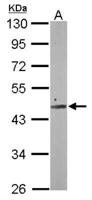 Western Blot: SMCR7 Antibody [NBP2-20421]