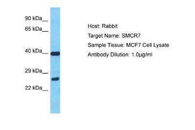 Western Blot: SMCR7 Antibody [NBP2-85779]