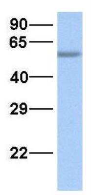 Western Blot: SMCR7L Antibody [NBP1-59480]