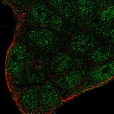 Immunocytochemistry/ Immunofluorescence: SMIM22 Antibody [NBP2-57772]