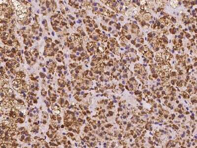 Immunohistochemistry-Paraffin: SMIM4 Antibody [NBP2-98129]